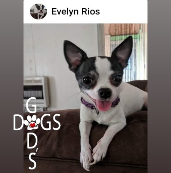 evelynrios651
